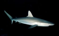 Grey Reef Shark, Rangiroa
Nikonos V 28mm lense by Marylin Batt 